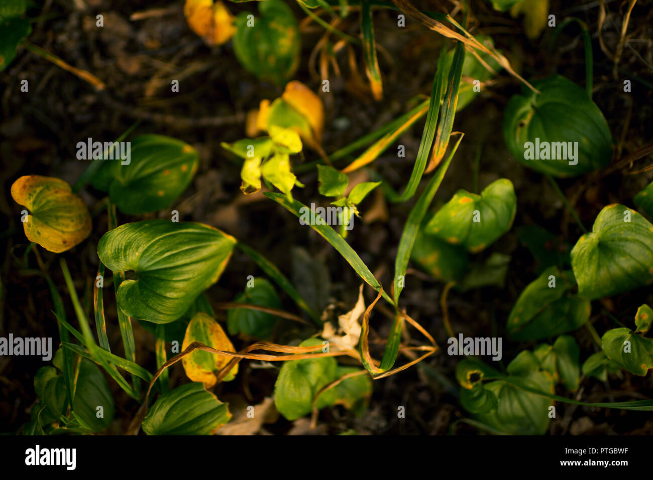 beauty in nature Stock Photo