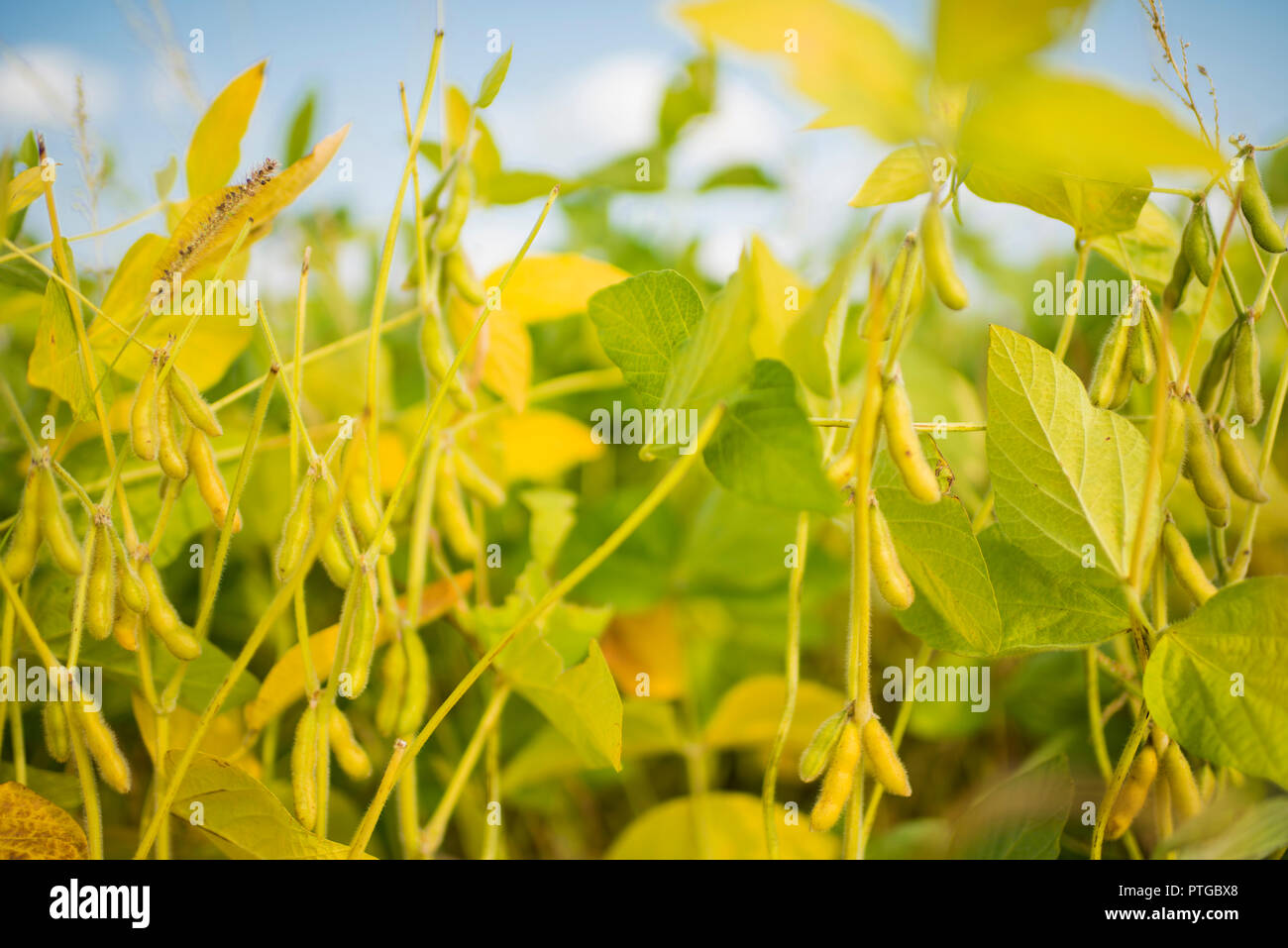 Soy plants Stock Photo Alamy