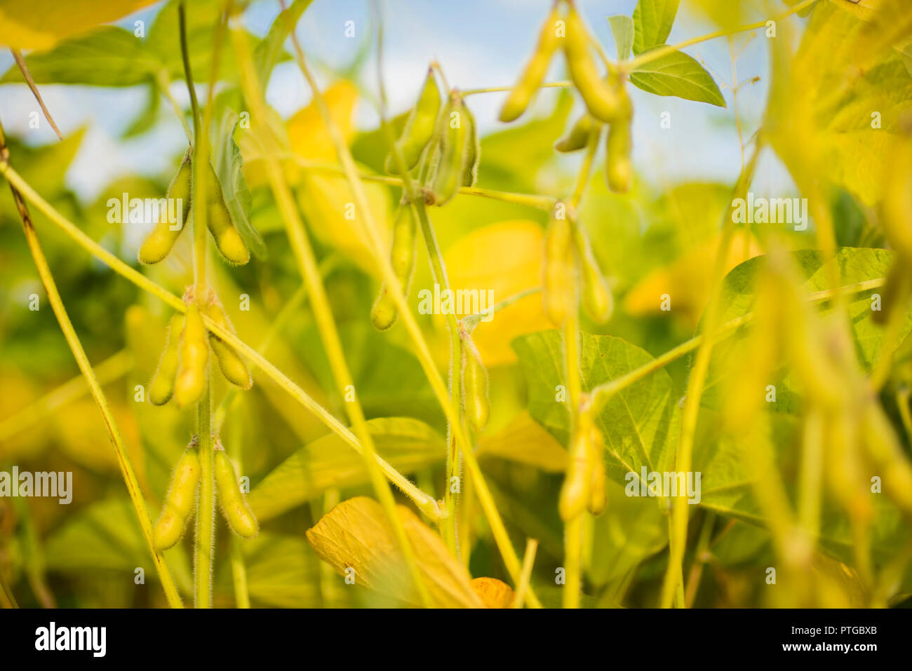 Soy bean plant hi-res stock photography and images - Alamy