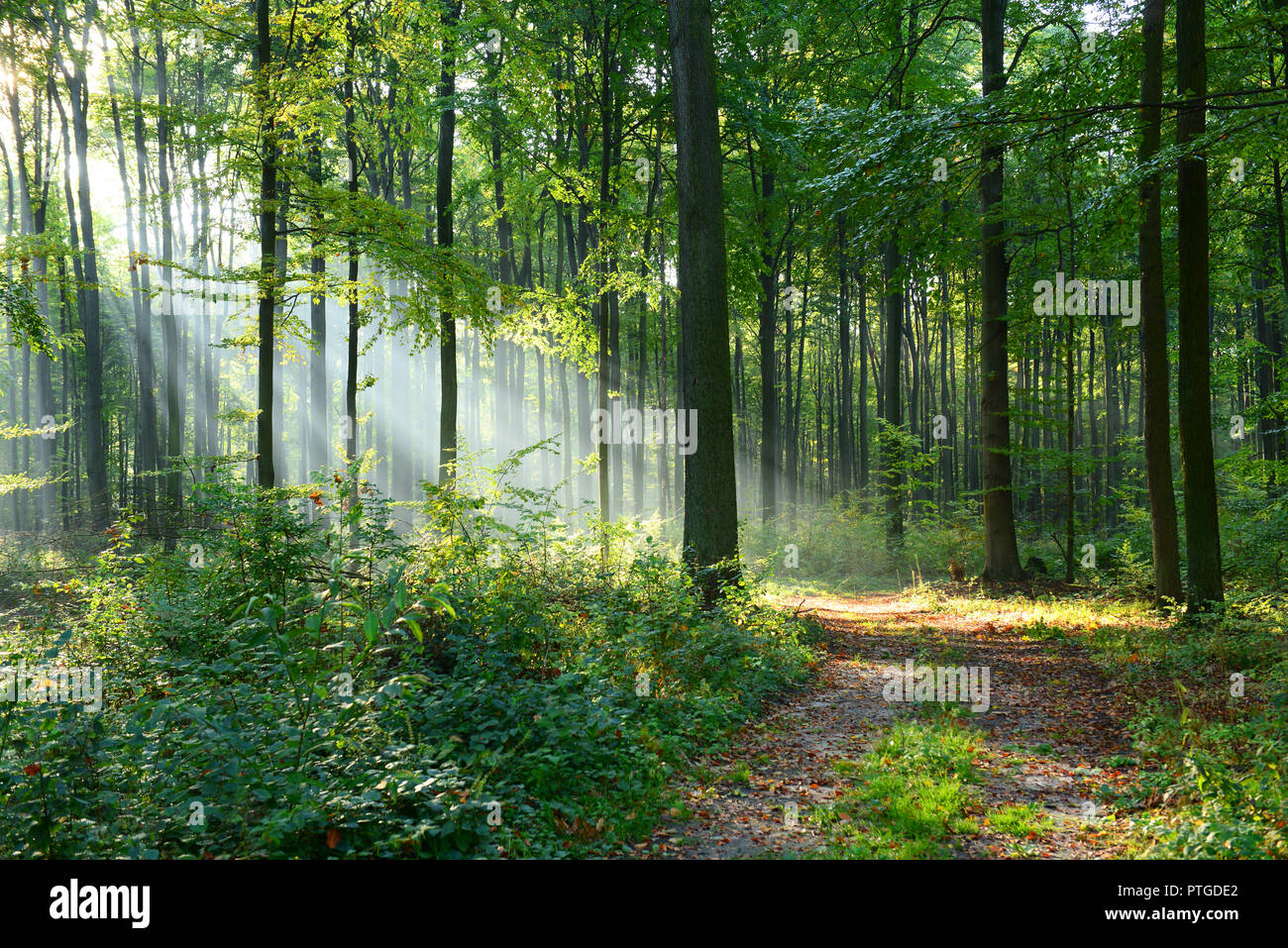 Morning in the forest Stock Photo - Alamy