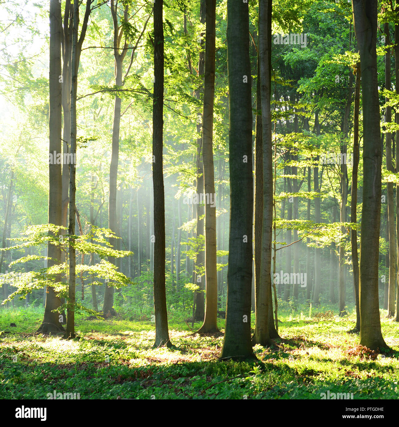 Morning in the forest Stock Photo - Alamy