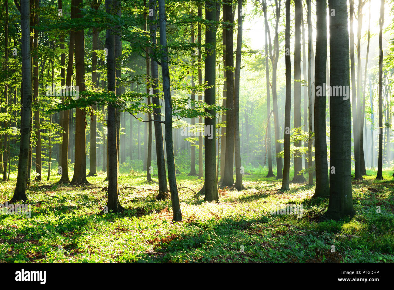 Morning in the forest Stock Photo - Alamy