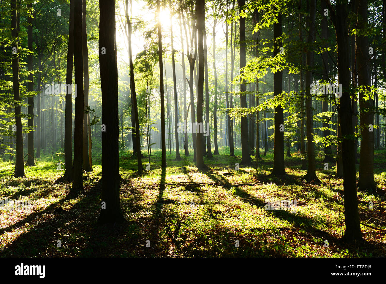 Morning in the forest Stock Photo - Alamy