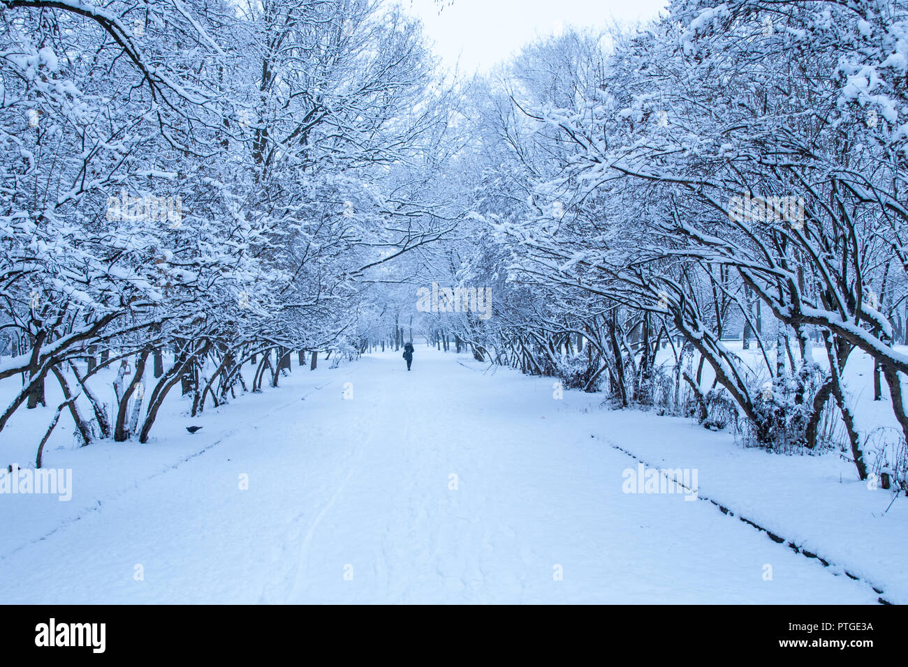 Amazing view of alley with trees covered by snow in winter city park ...