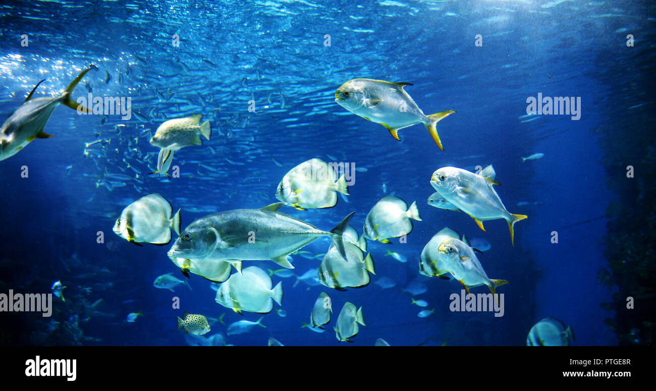 Picture of group of fish swimming underwater Stock Photo