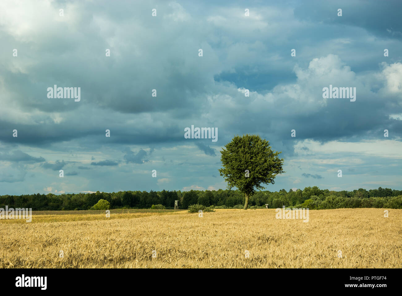 Lonely tree in the field and rainy clouds in the sky Stock Photo - Alamy