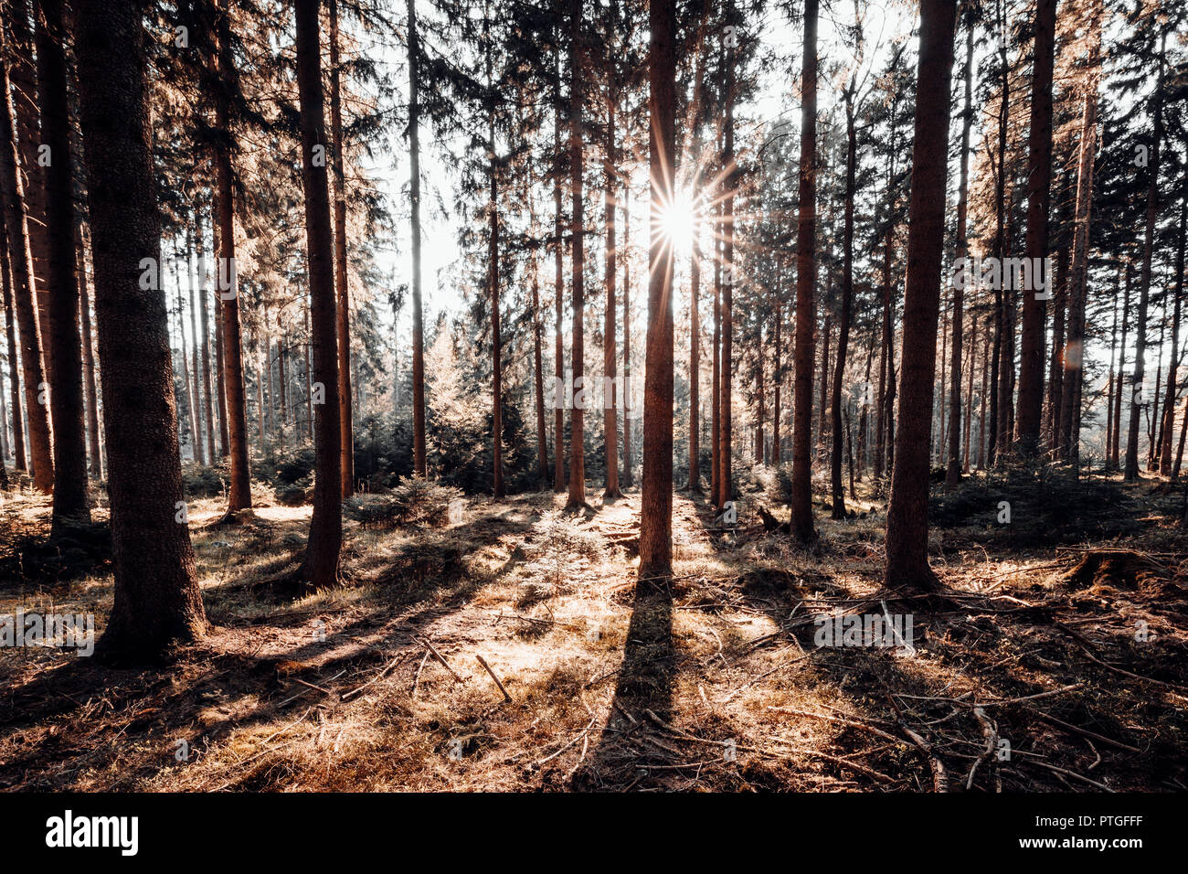 Leafy forest floor hi-res stock photography and images - Alamy