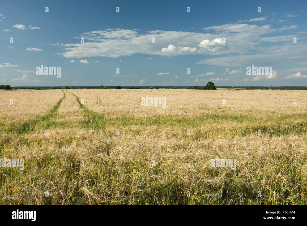 Technological path through the field, horizon and clouds in the sky ...