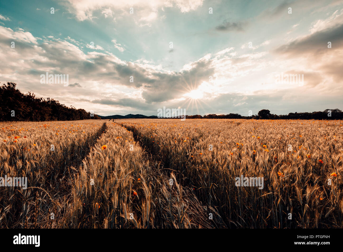 Large cornfield with clouds in the sky. Tracks lead through the field Stock Photo
