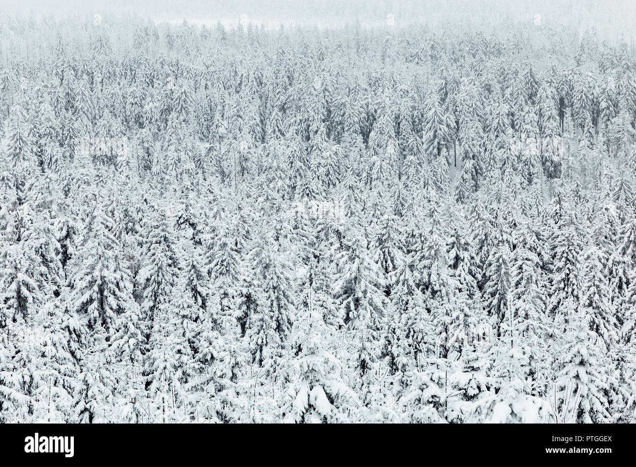 Snow-covered treetops in the Harz, aerial view, top view, Harz National Park am Brocken Stock Photo