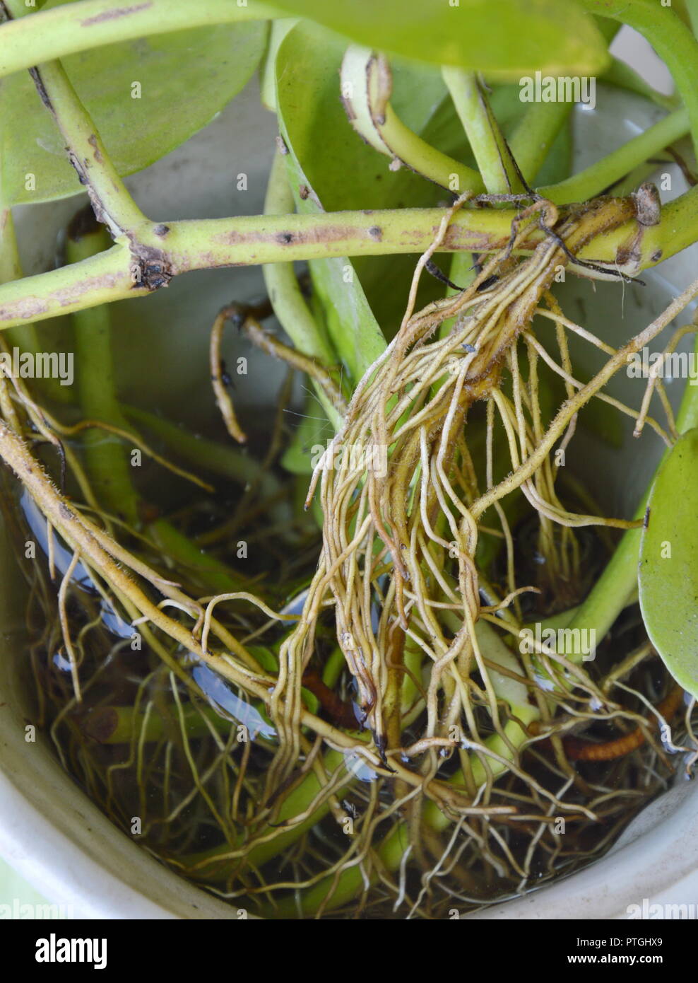 root of betel leaf in flower pot Stock Photo