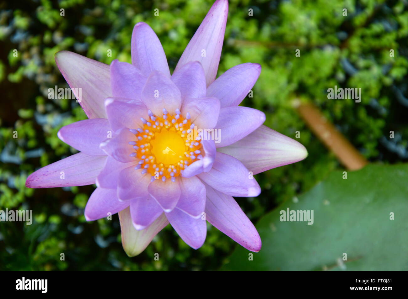 lotus water lily flower bloom on pool Stock Photo - Alamy