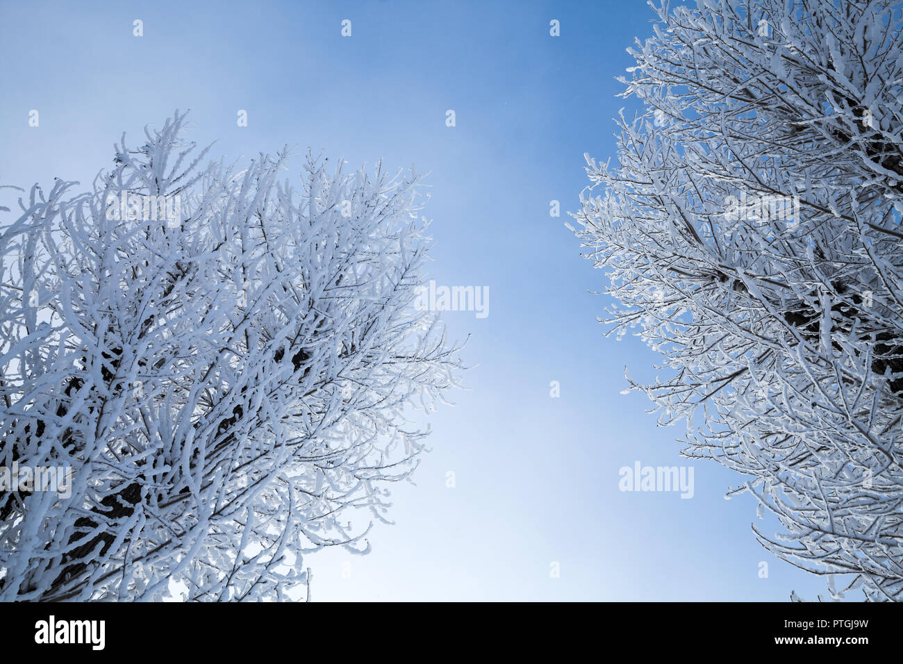 Trees covered with snow and frost under clear blue sky Stock Photo