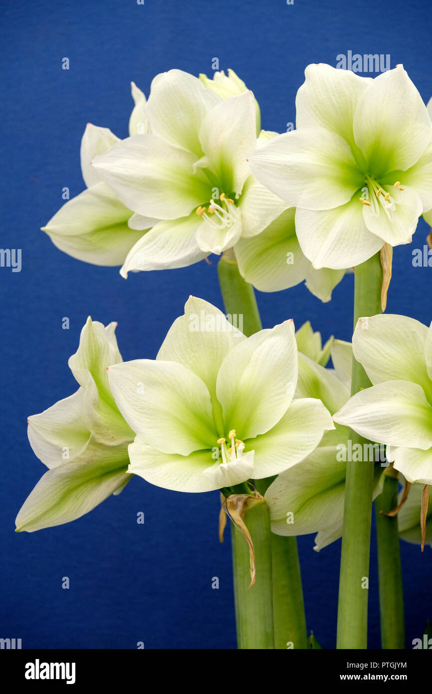Flowers of green Amaryllis Hippeastrum Challenger with a plain blue background Stock Photo