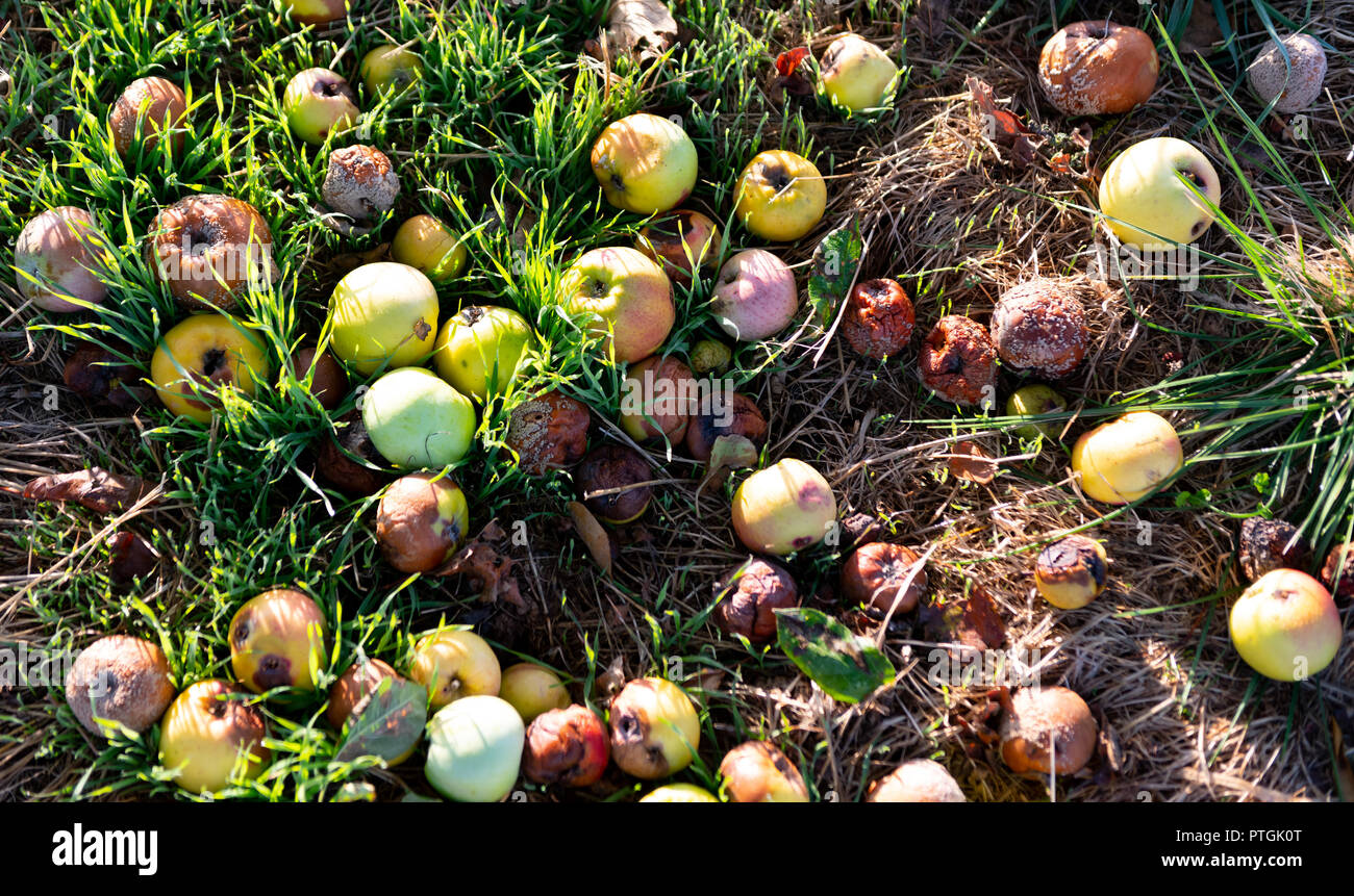 Fallen apples beside field in autumn. Stock Photo