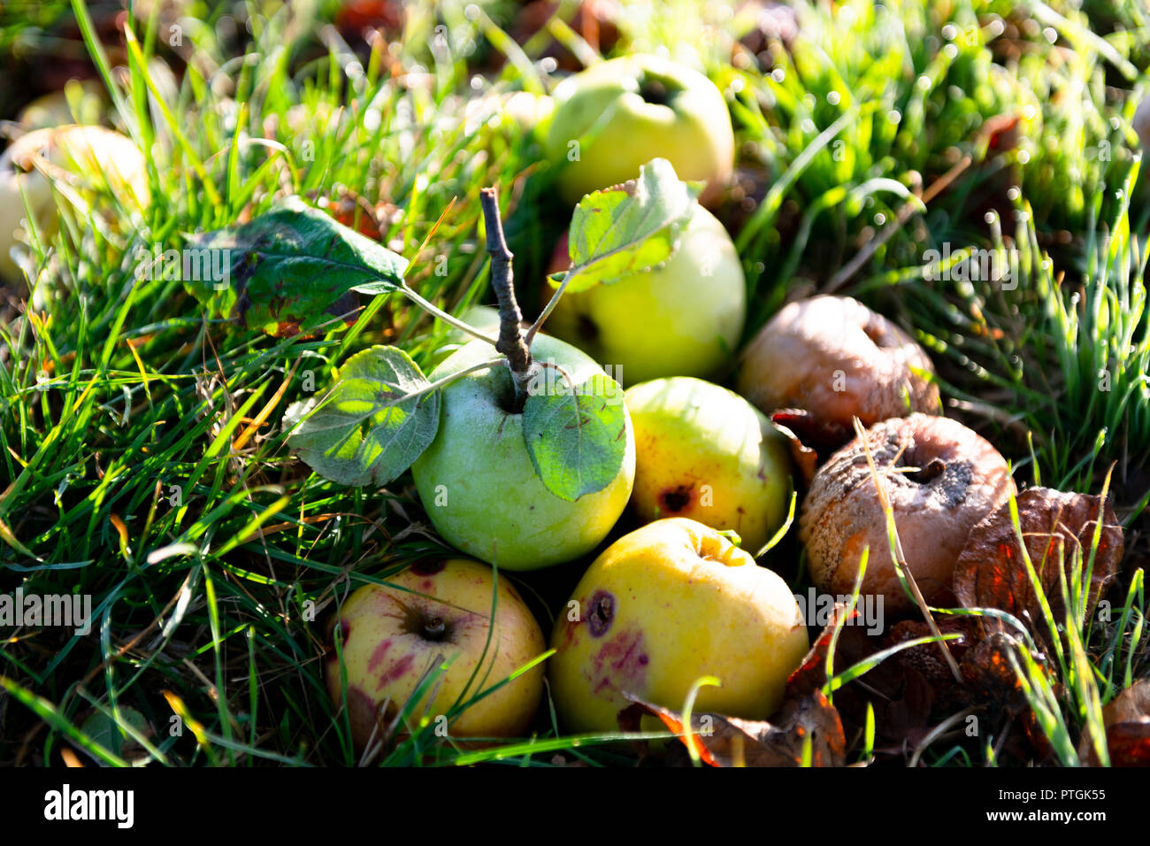 Fallen apples in grass in autumn. Stock Photo