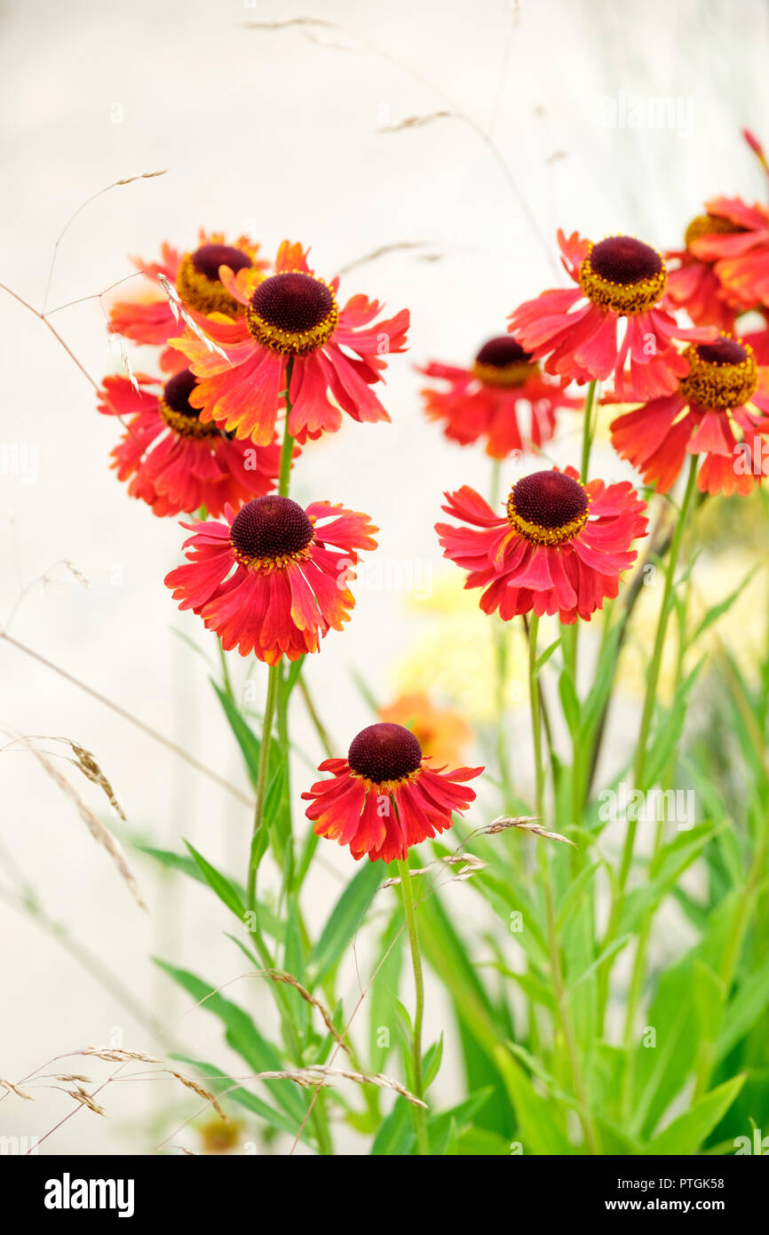 Helenium Moerheim Beauty also known as sneezeweed 'Moerheim Beauty ...