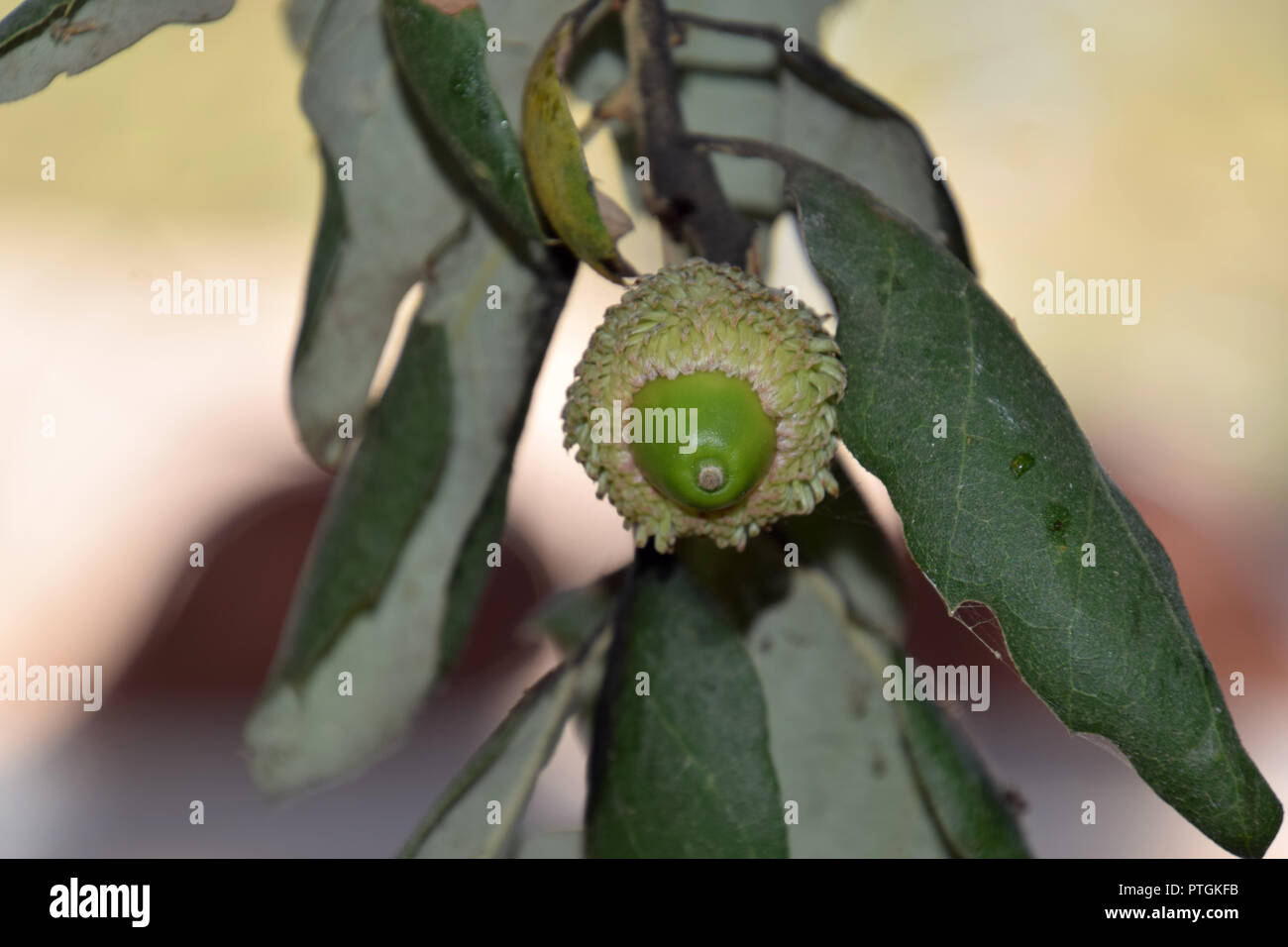 green acorns on quercus suber tree in italy, detail shot of young acorn