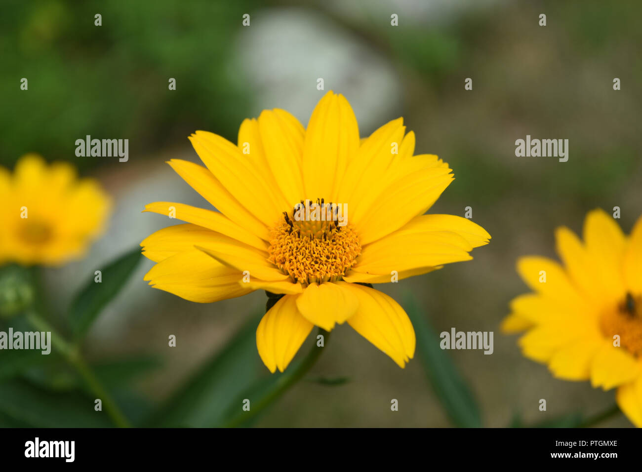 Garden with a beautiful false sunflowers in bloom Stock Photo Alamy