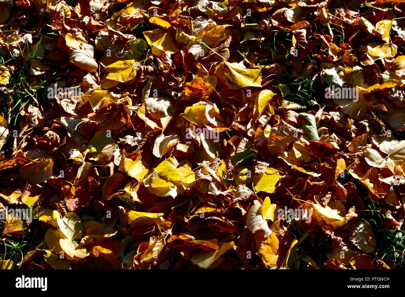 Colourful close-up image of leaves on the ground at the start of Autumn, taken in Norton, Teesside, UK. Stock Photo