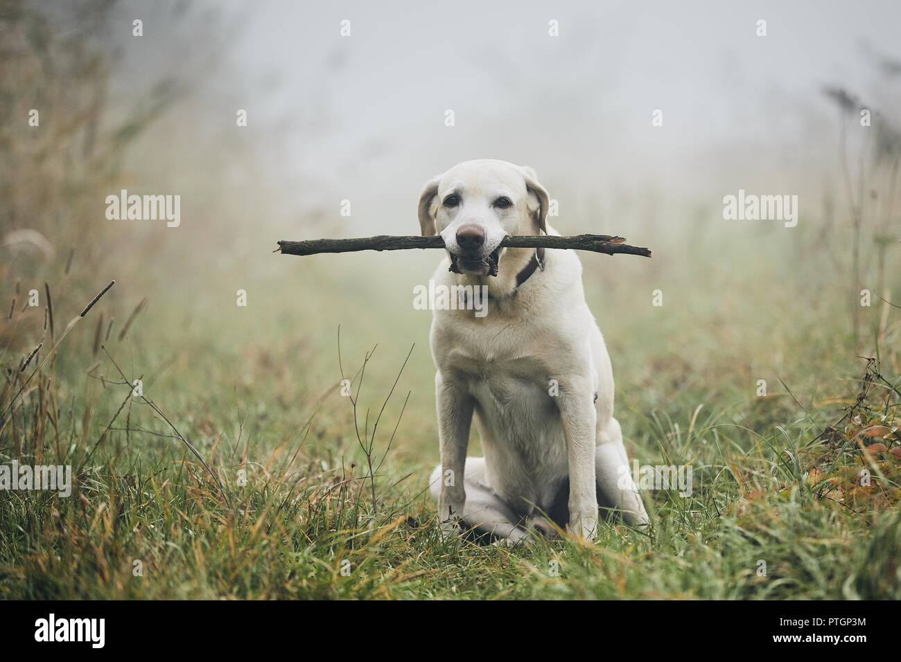 Dog in autumn fog. Portrait of labrador retriever carrying stick in mouth while sitting on path. Stock Photo