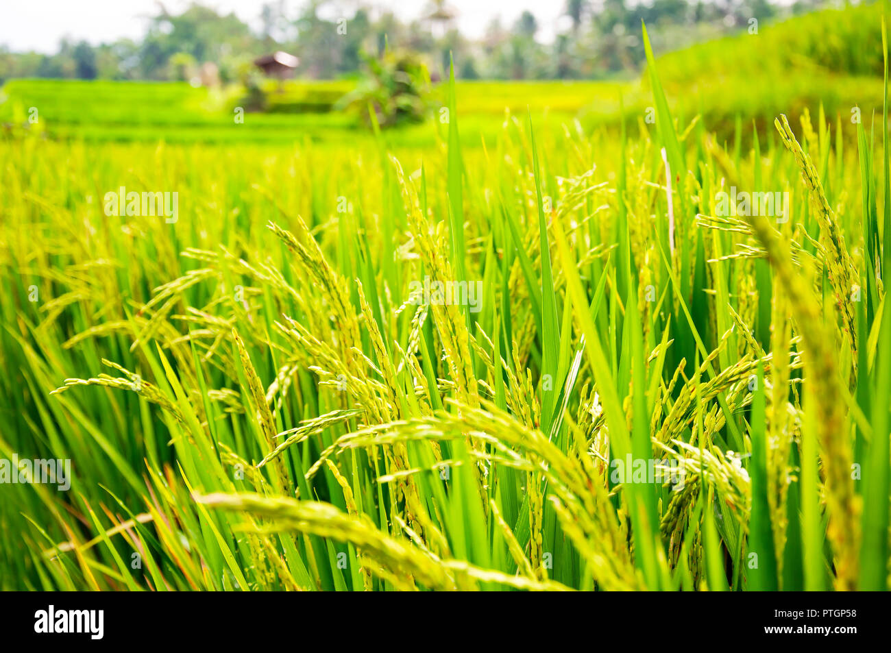 Close up of yellow green rice field. Texture of growing rice, floral ...