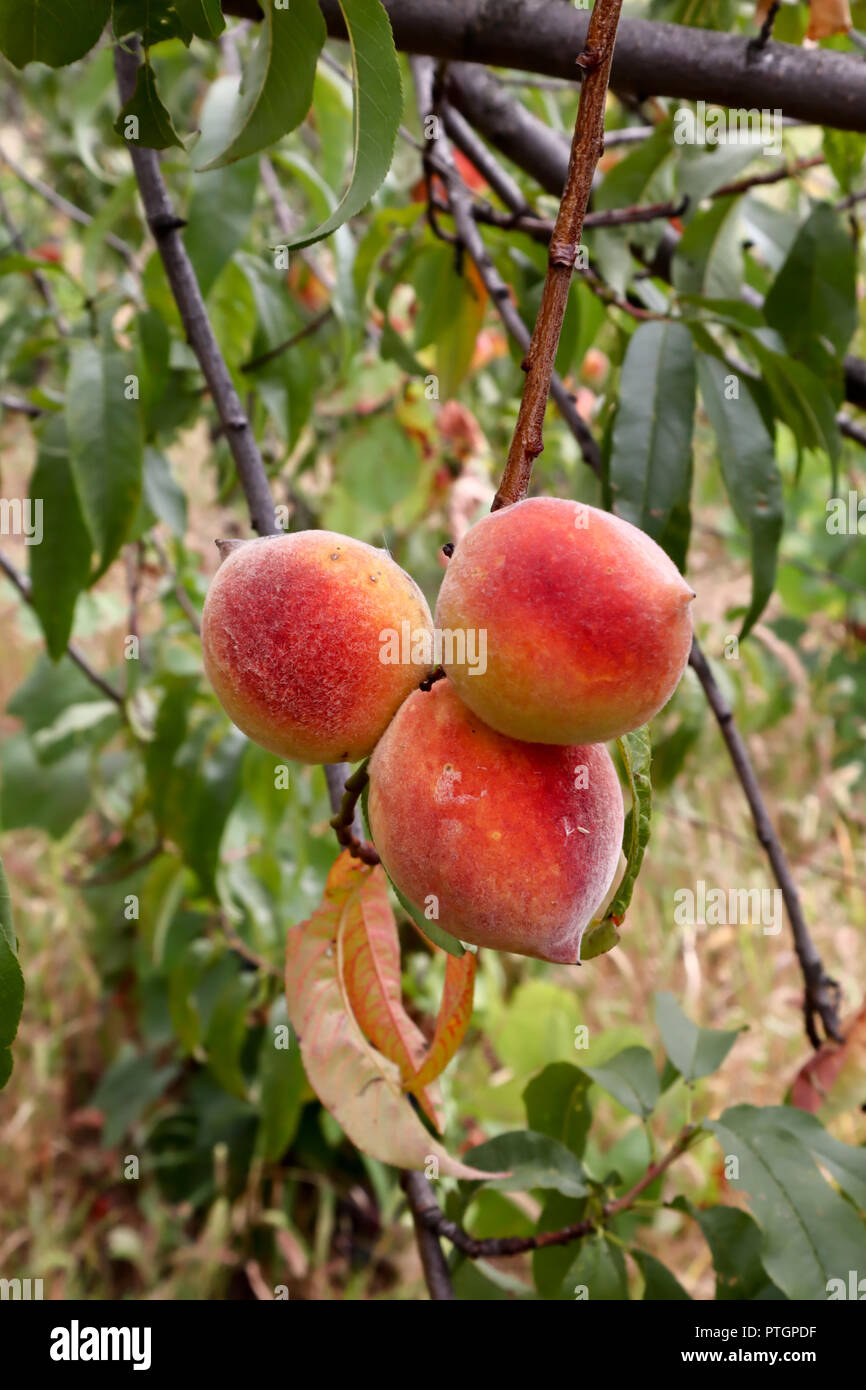 fresh peaches, peach tree with fruits growing in organic garden with