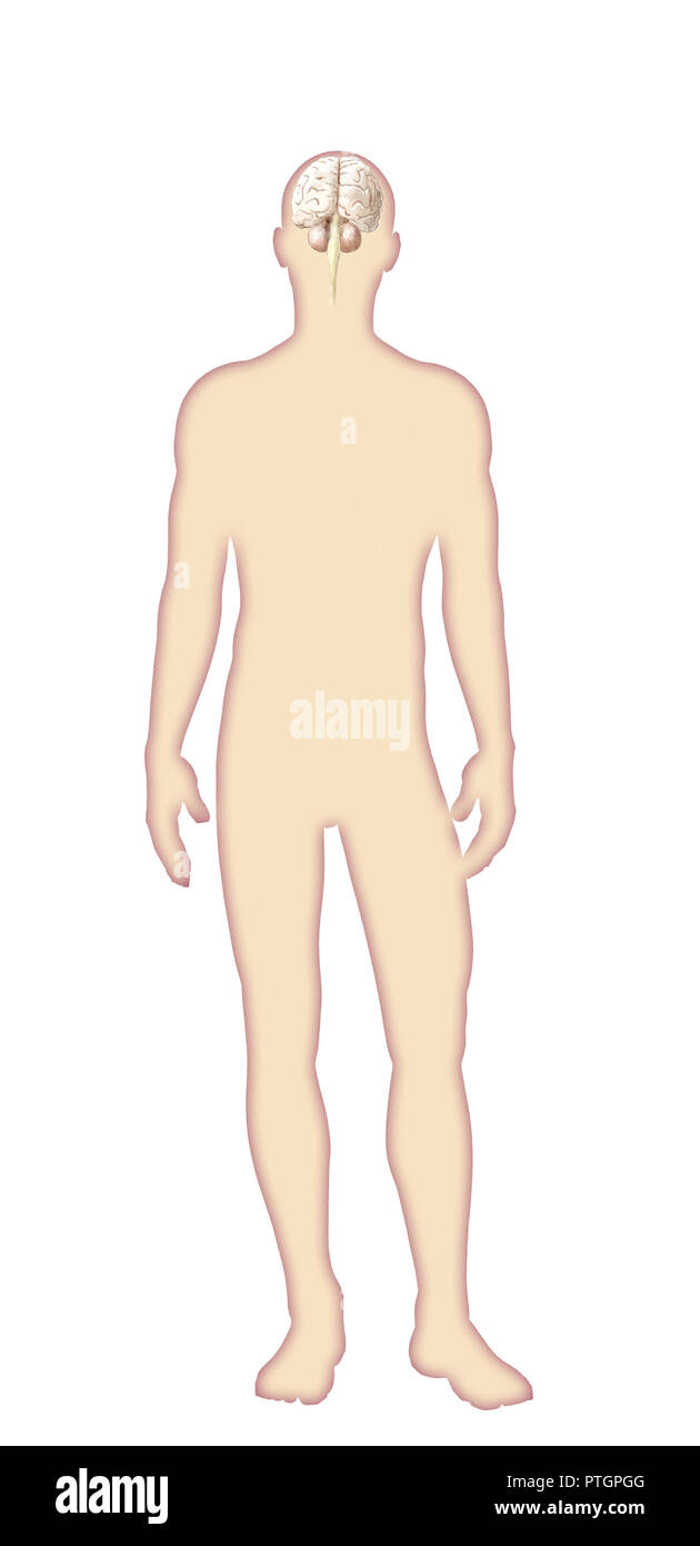 Digital illustration of human body anatomy Stock Photo