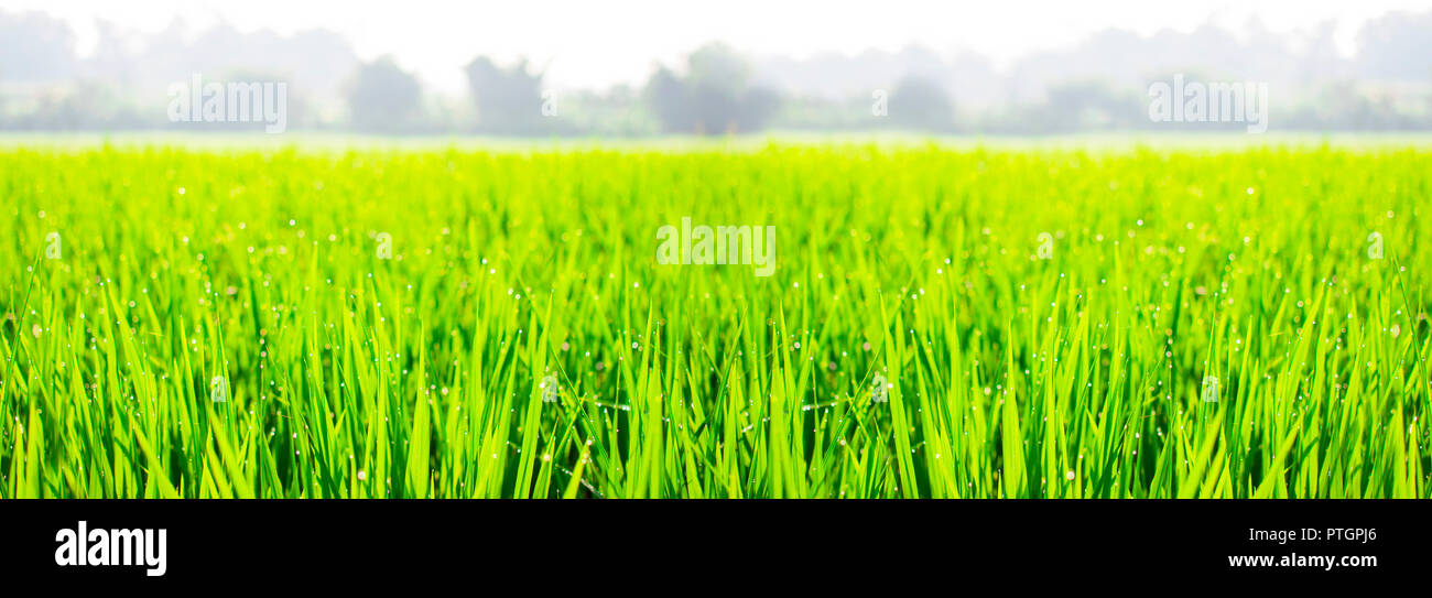 Close up of yellow green rice field. Texture of growing rice, floral ...