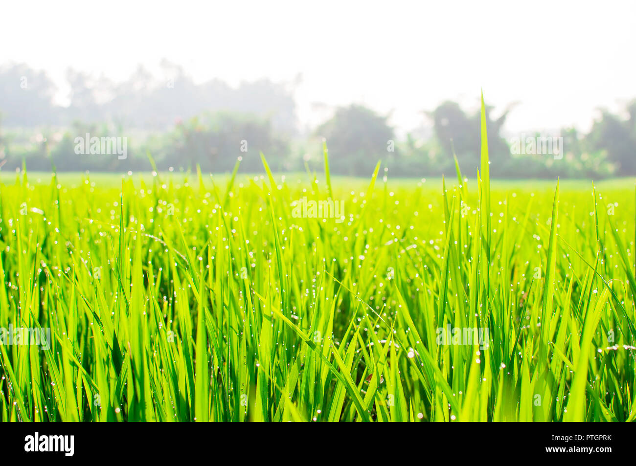Close up of yellow green rice field. Texture of growing rice, floral ...