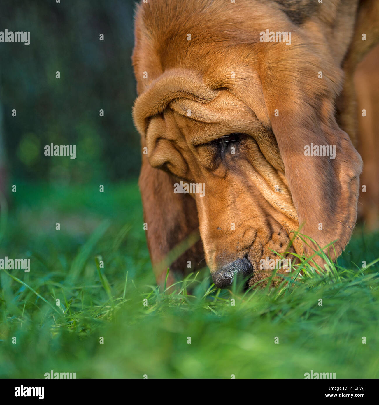 Bloodhound Smell Stock Photos & Bloodhound Smell Stock Images Alamy