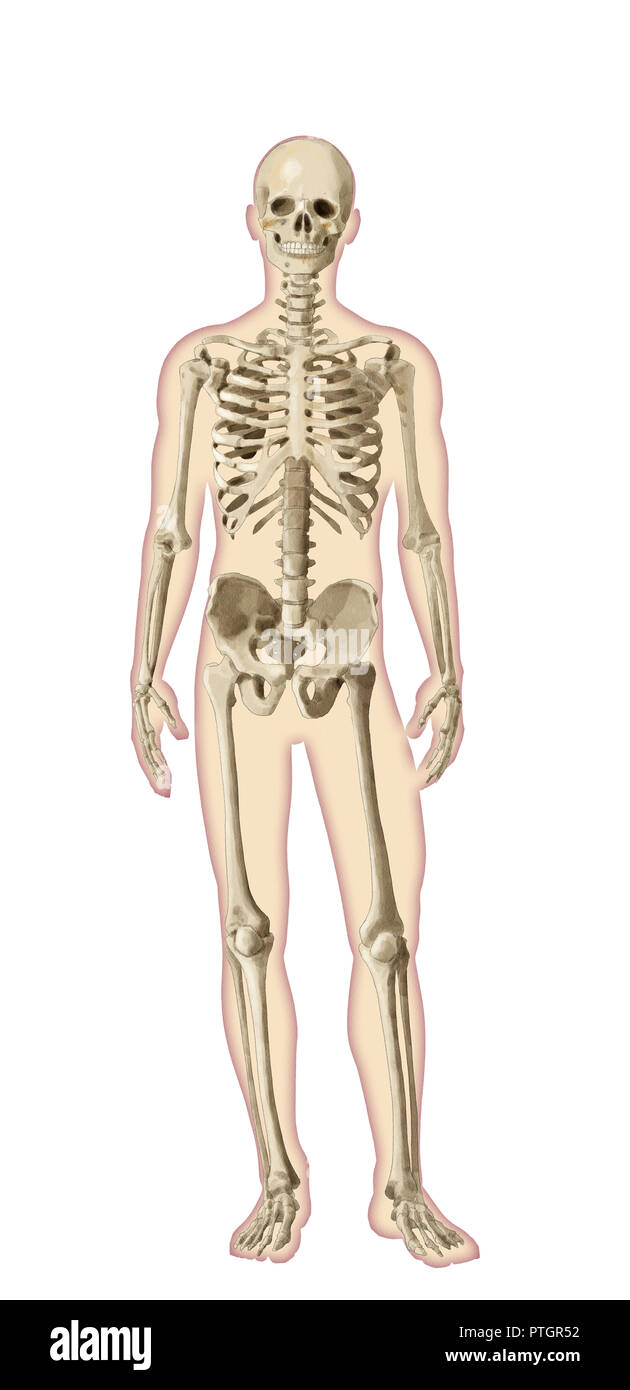 Digital illustration of human body anatomy Stock Photo