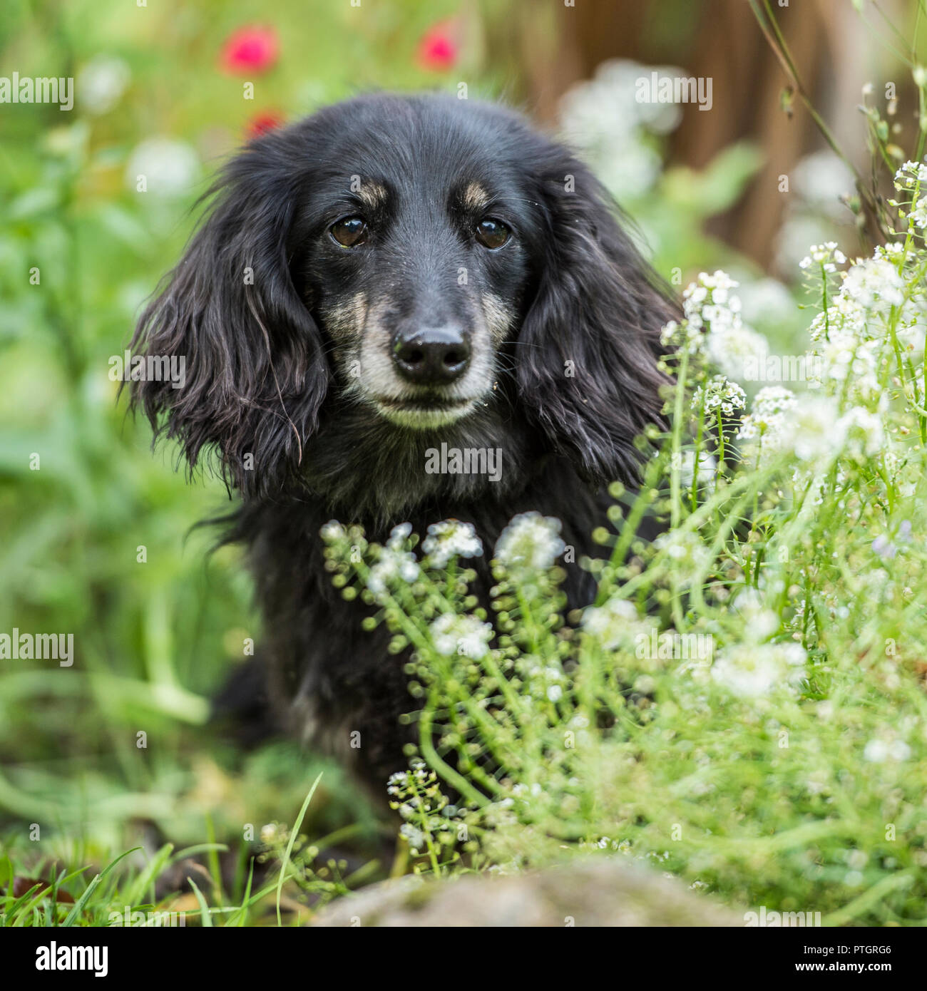 miniature longhaired dachshund Stock Photo