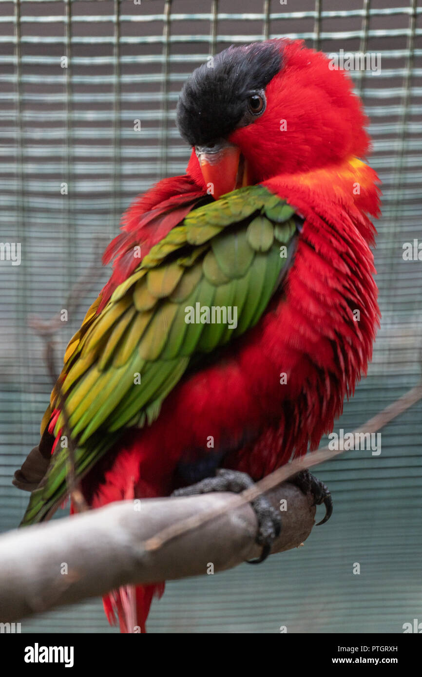 Frauenlori hires stock photography and images Alamy