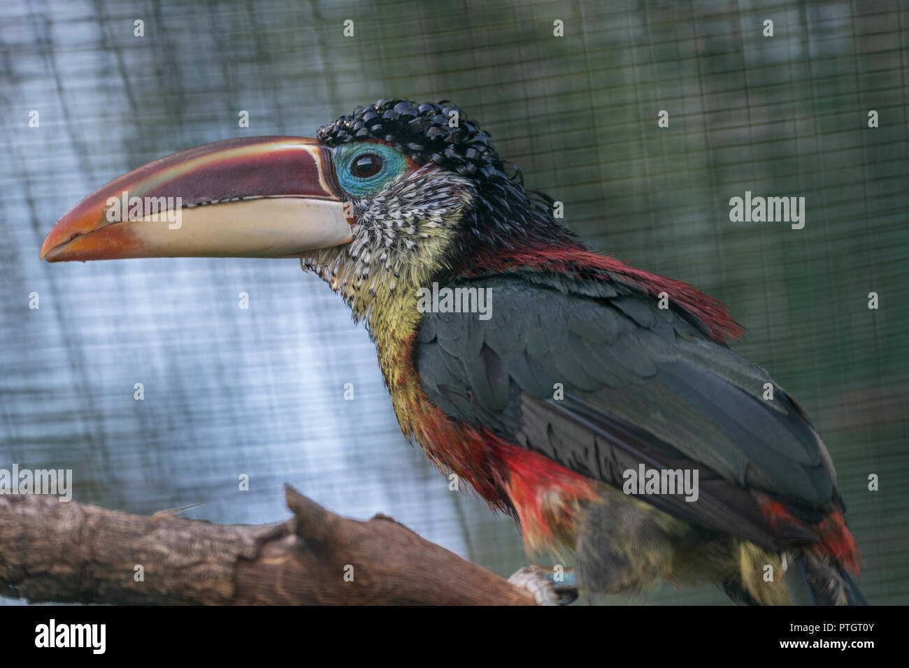 Tukan vogel hi-res stock photography and images - Alamy