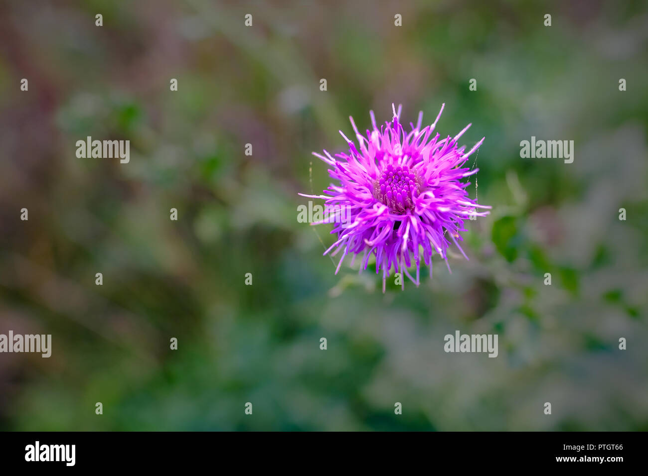 Close up of beautiful purple pink thistle flower, shown on the third with a difussed background. Stock Photo
