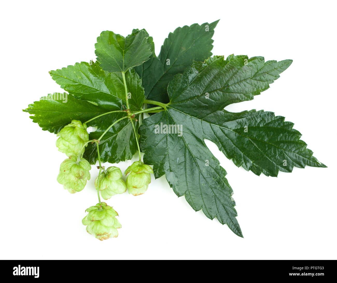 Hop leaves and cones on white background, top view Stock Photo Alamy