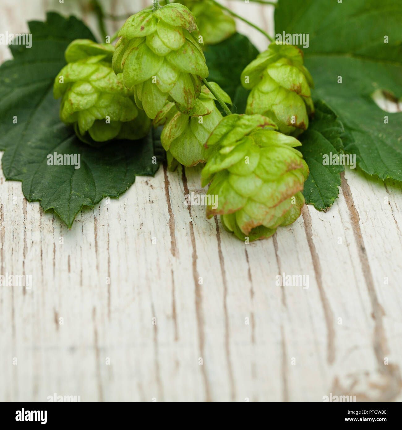 Beer hops plant closeup on white wooden background Stock Photo - Alamy
