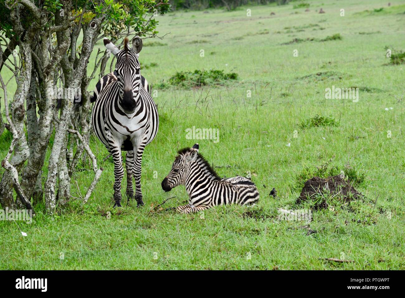 Cute baby zebra with mama zebra Stock Photo