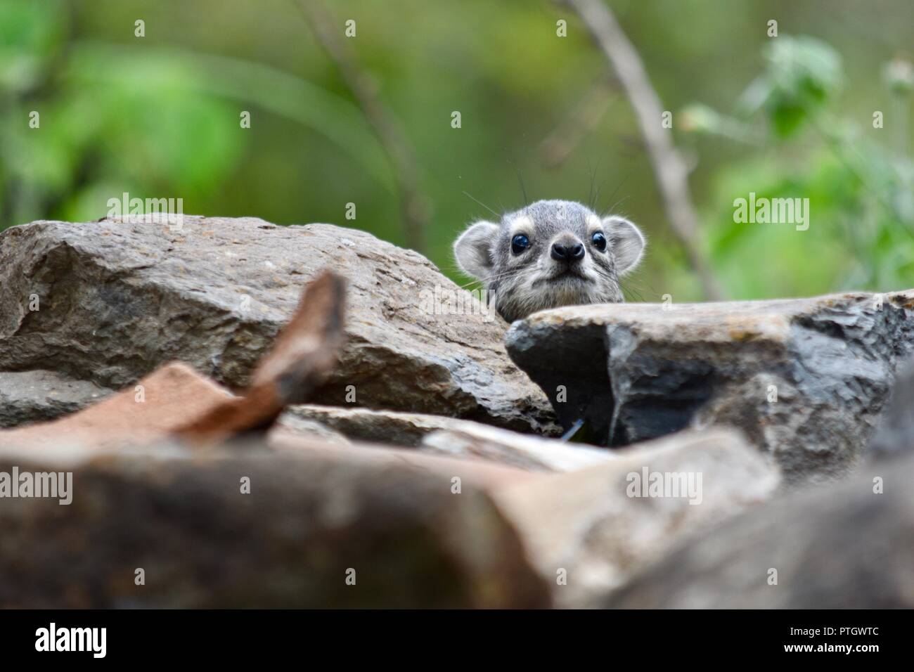 A cute little Rock Hyrax peaks from behind the rock pile in Laikipia County, Kenya, Africa. Stock Photo
