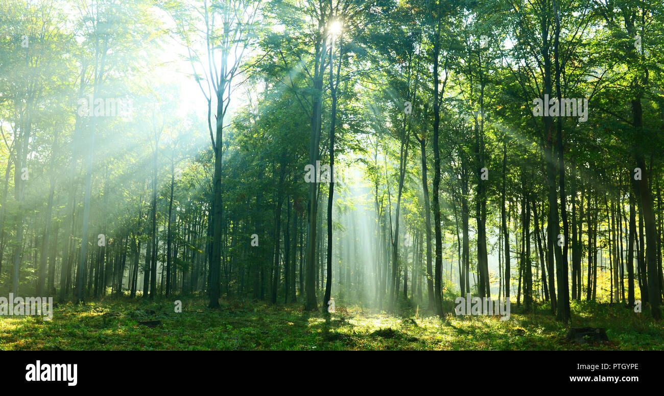 Morning in the forest Stock Photo - Alamy