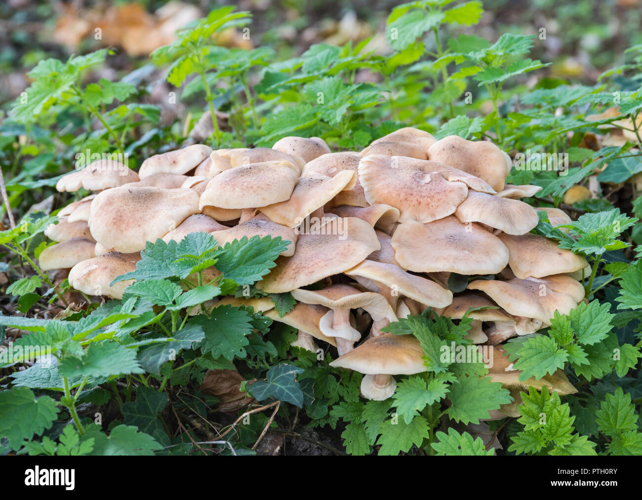Clump of Wood Blewit mushrooms fungi (Clitocybe nuda or Lepista nuda) growing in early Autumn in woodland in West Sussex, UK. Stock Photo