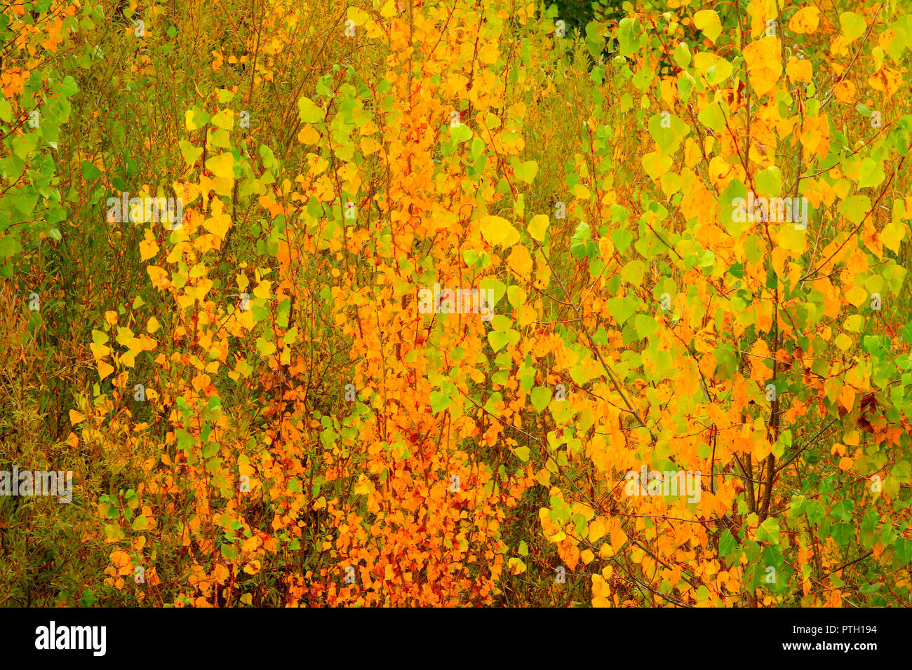 Golden fall leaves on tree Stock Photo - Alamy