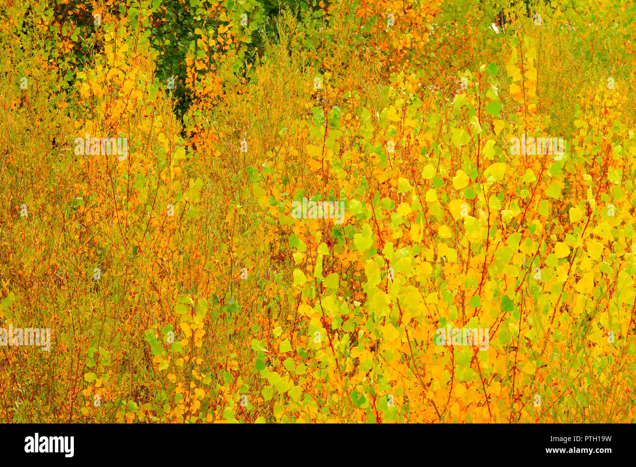 Golden fall leaves on tree Stock Photo - Alamy