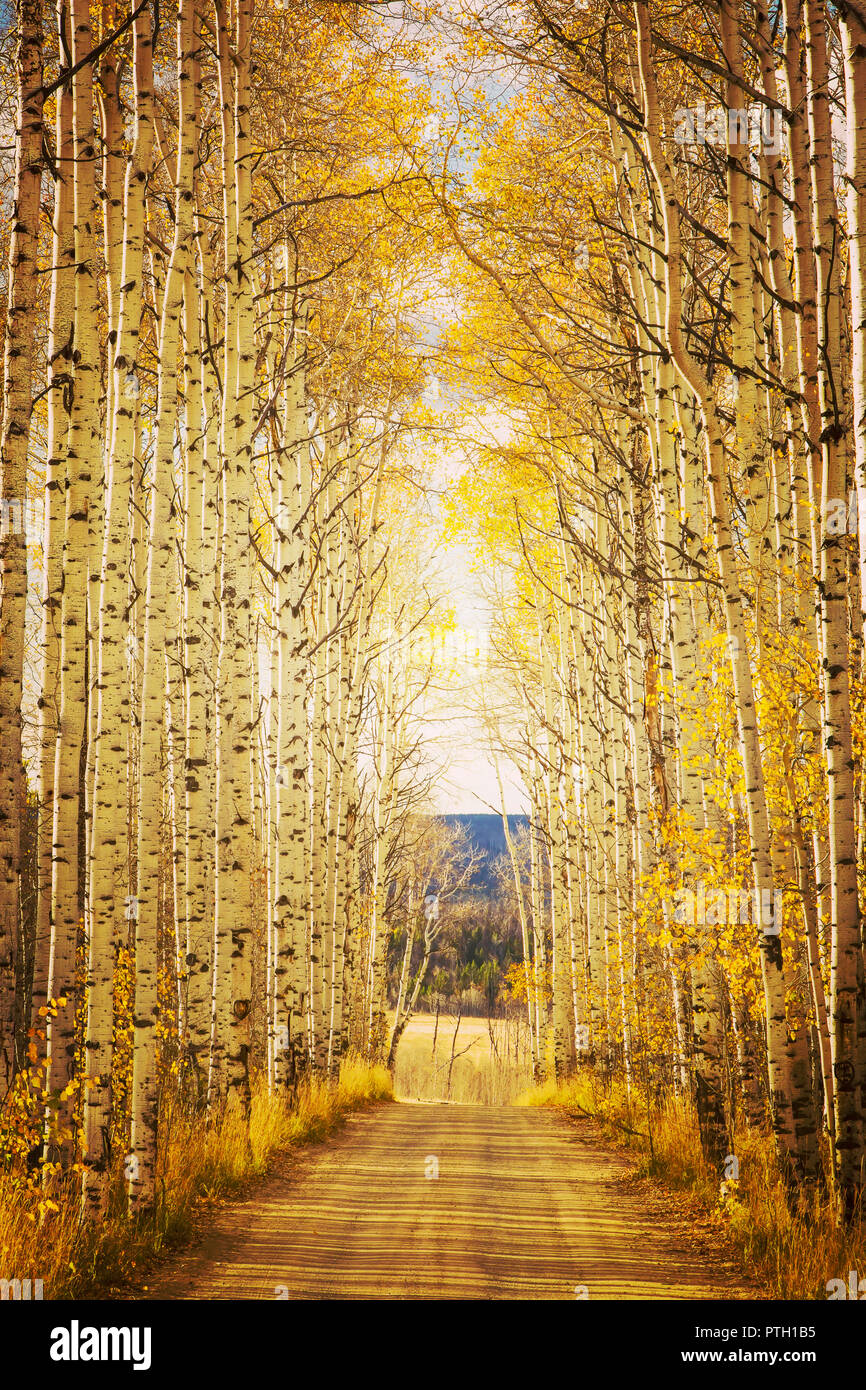 Evening light at Aspen Alley near Baggs, Wy. The famous drive through