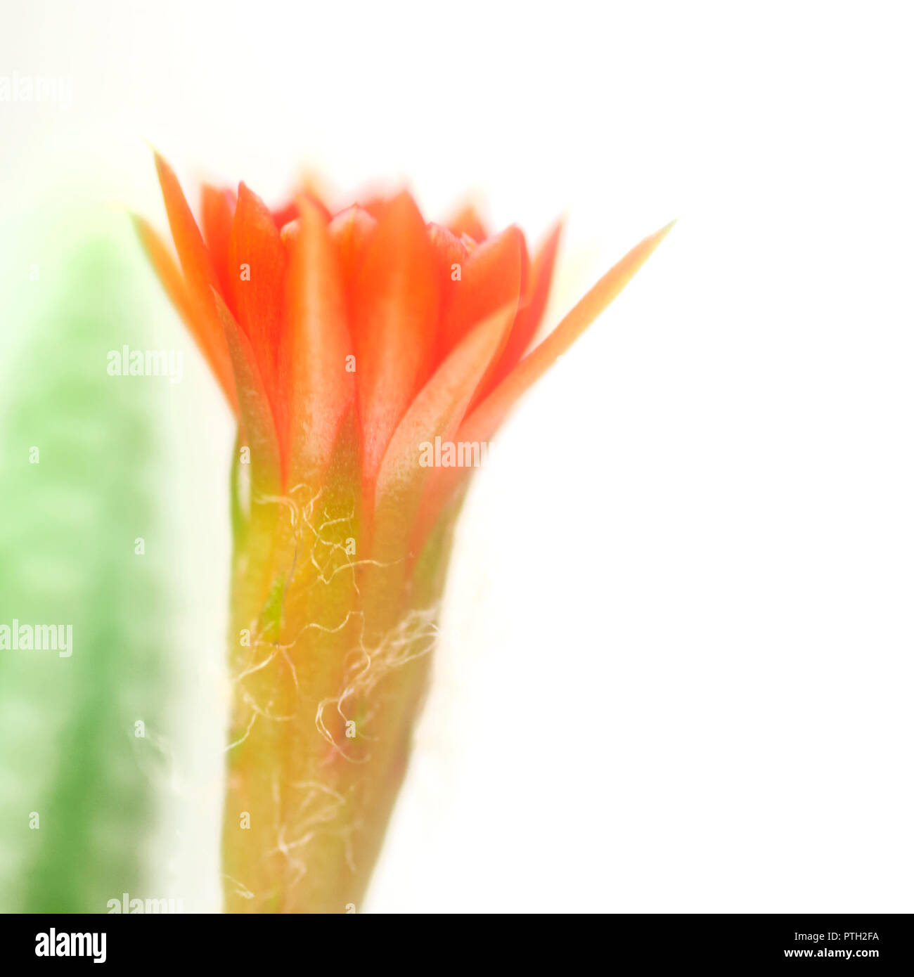 Peanut Cactus (Echinopsis chamaecereus) Cactus with red and orange flower Stock Photo