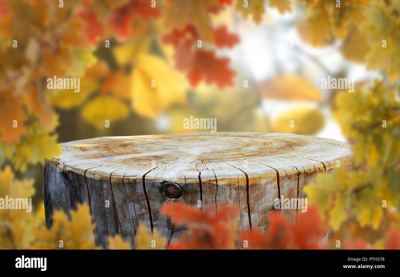Empty tree trunk for display montages Stock Photo
