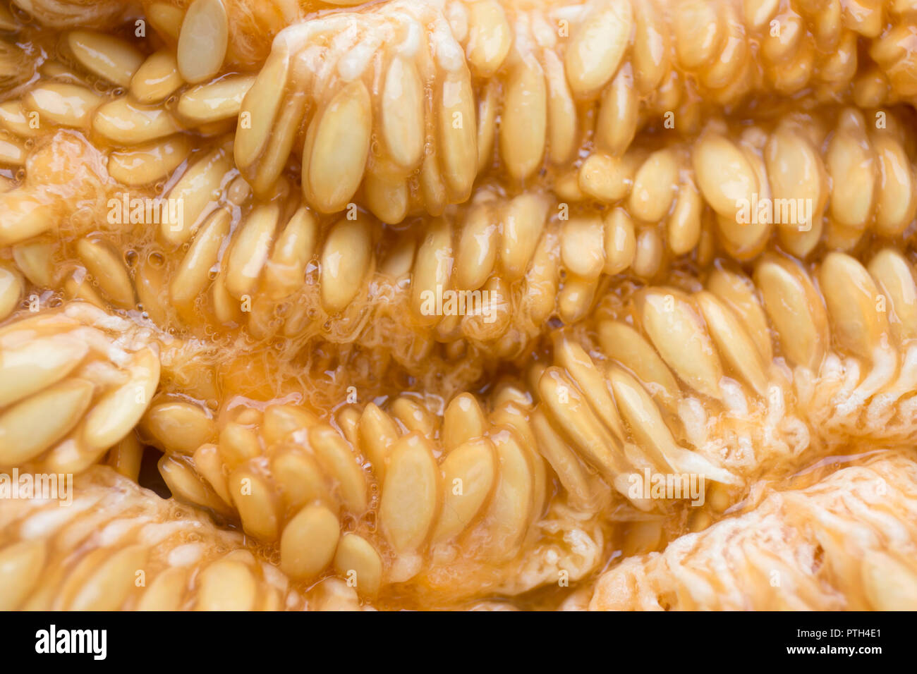 Closeup melon seeds texture. Macro cantaloupe seeds Stock Photo Alamy