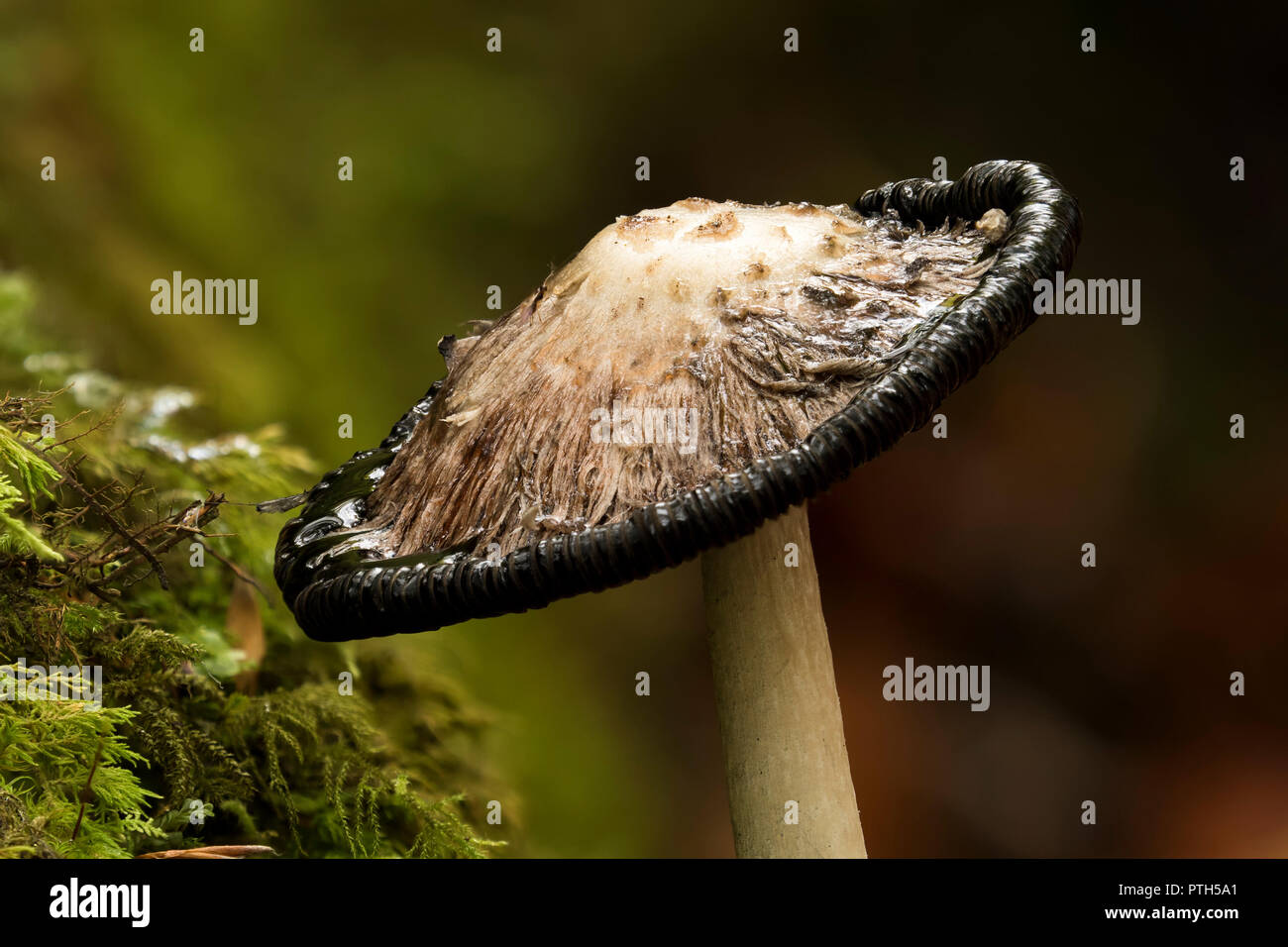 Close up of the head of Shaggy Inkcap mushroom (Coprinus comatus) as it dissolves. Tipperary, Ireland Stock Photo