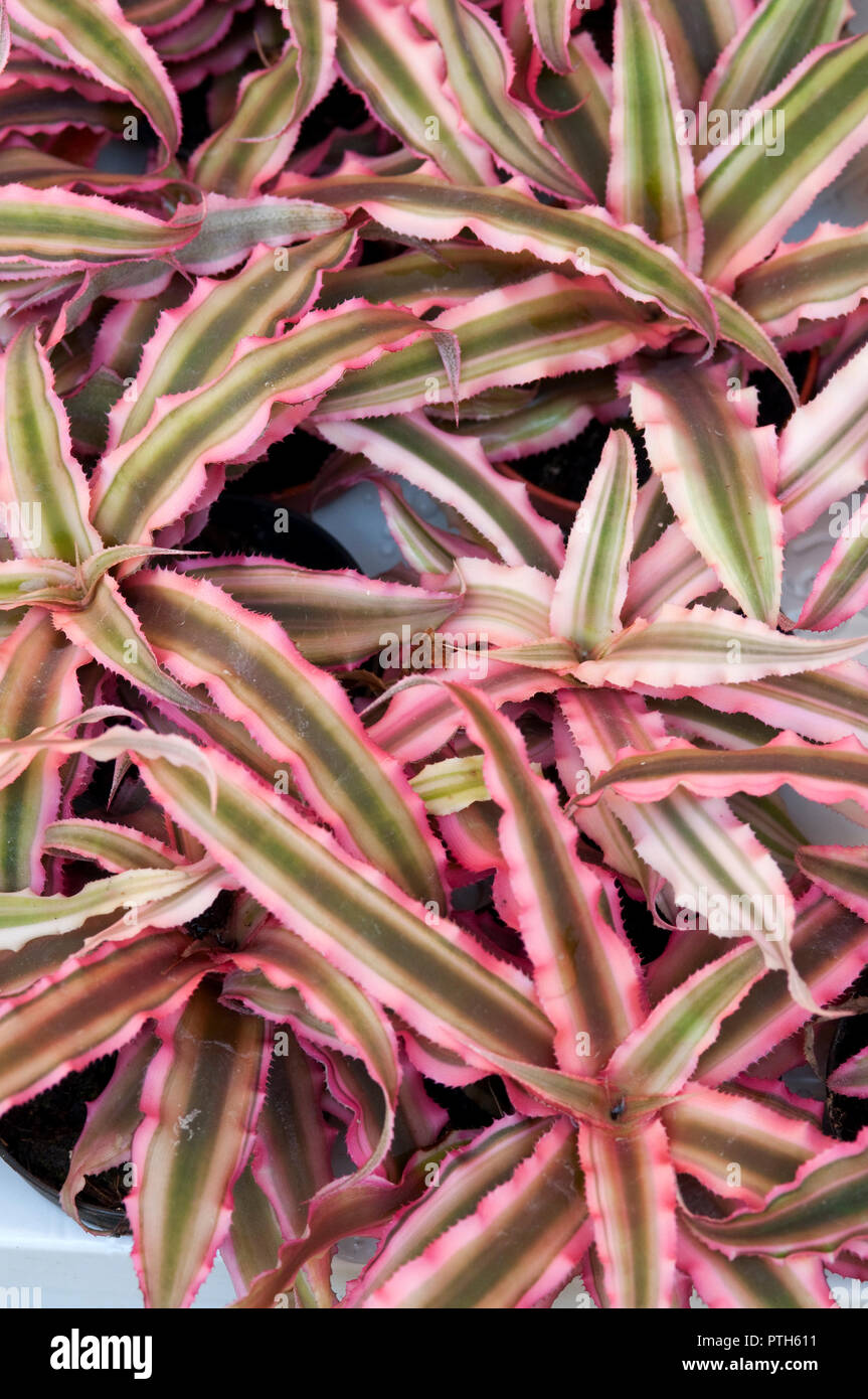 Cryptanthus Zonatus is a Species of the Genus Cryptanthus Stock Photo
